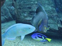 SARKAB 2006 Durban 8