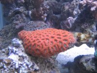 SARKAB 2006 Durban 6