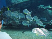 SARKAB 2006 Durban 9