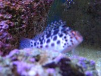 Meeting 7 (AKA Meeting 6 on SARK) 4