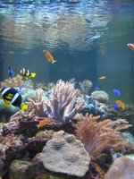 Meeting 13 - Midasblenny1 (Sponsor) 2