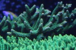 corals 5