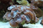 corals 4