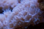 corals 4