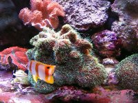 copprband and galaxea