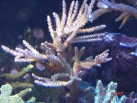 D2 Random August07 6