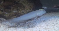 White Sleeper Goby
