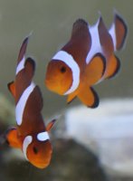 Clownfish