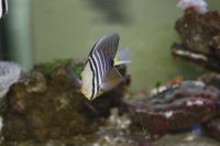 Sailfin Tang