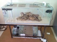 Sentari's Tank Setup