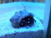 Sentari's Tank Setup 3