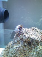 Sentari's Hermit Crab