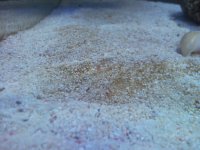 Sentari's Tank Setup