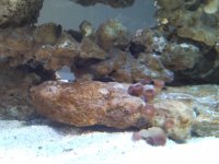 Sentari's Tank Setup 3